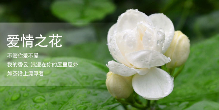 茉莉——爱情之花