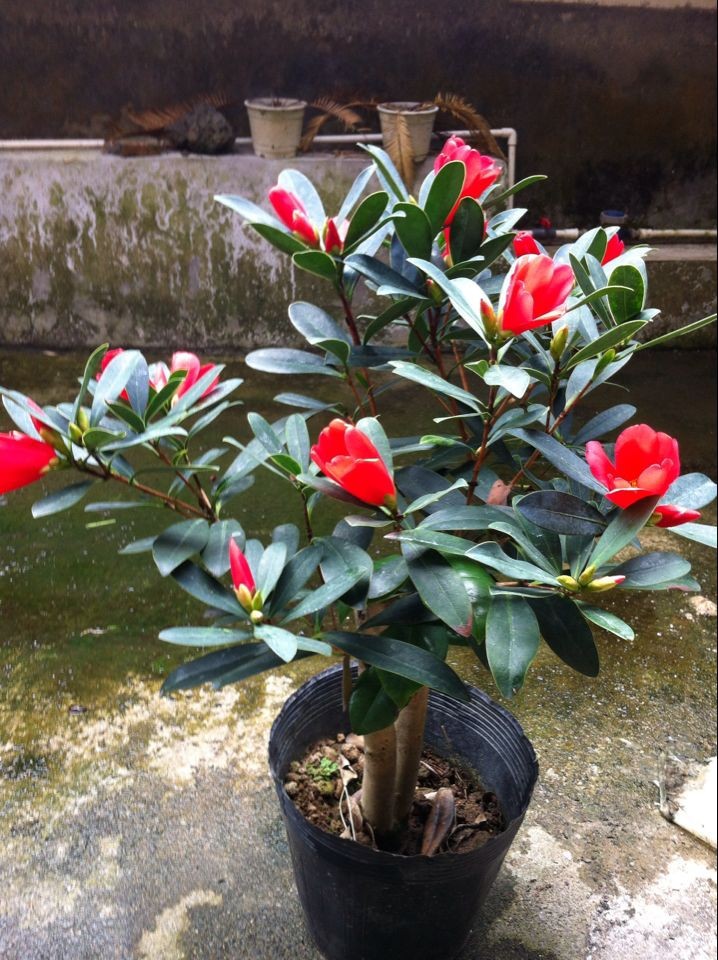 四季杜鹃茶—,其花非常艳丽, 花色大红,花朵密集,盛开时红红火火,颇似