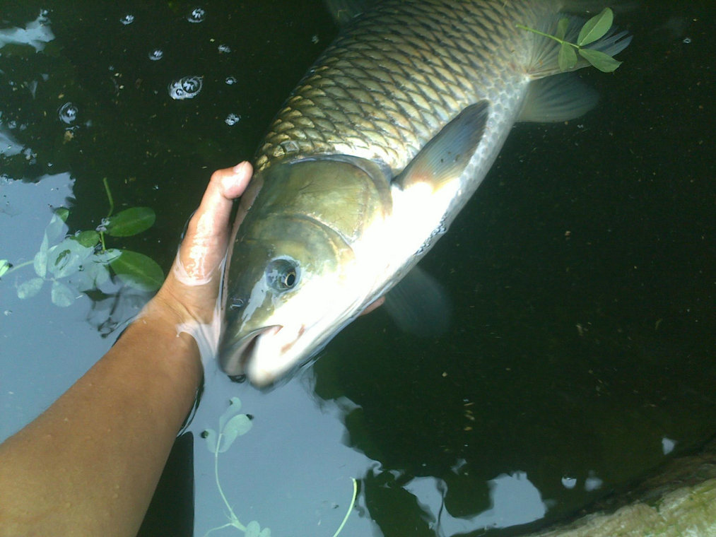 现货热销 淡水活草鱼 鲜活大草鱼 小草鱼 品质优良 营养鲜.