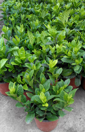 盆栽花卉小叶栀子花雀舌栀子花花香浓郁室内盆栽花卉绿