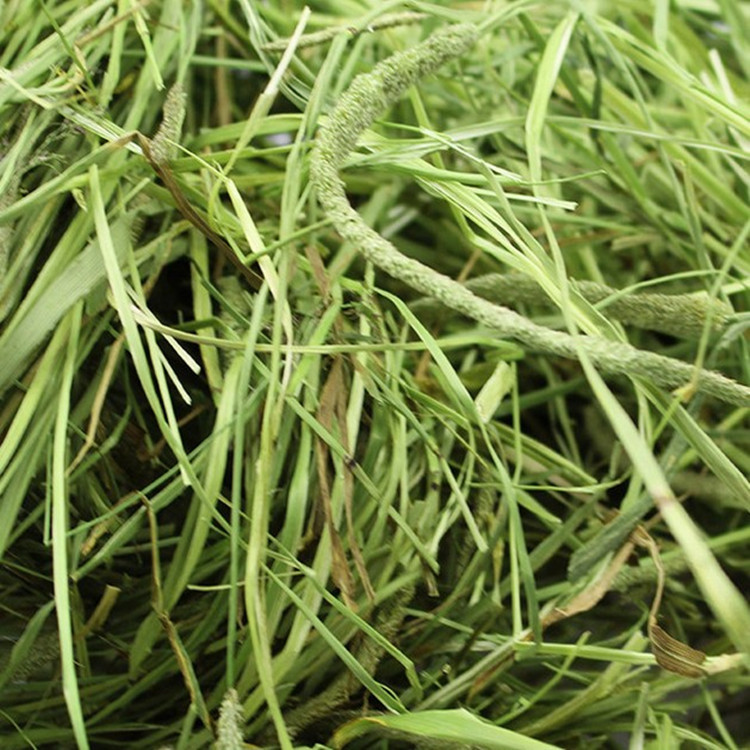 干草提摩西草兔子草兔粮提摩西草