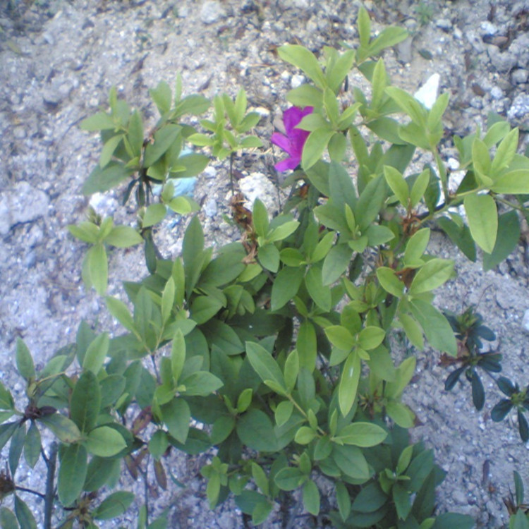 成都大量批发春鹃杯苗