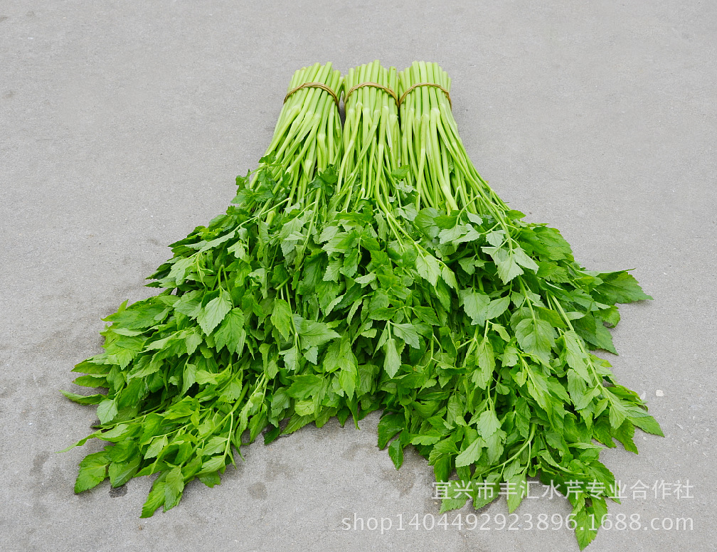 水芹芹菜宜兴水芹陶都牌带叶夏芹零售批发