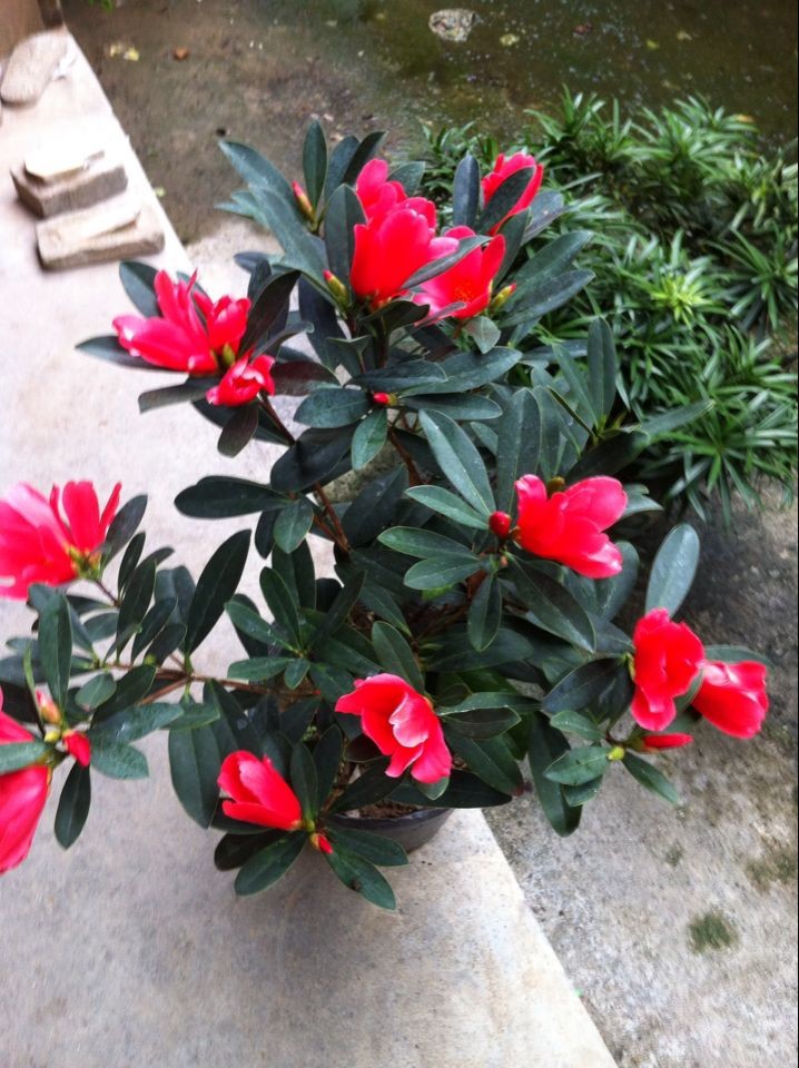 四季杜鹃茶—,其花非常艳丽, 花色大红,花朵密集,盛开时红红火火,颇似