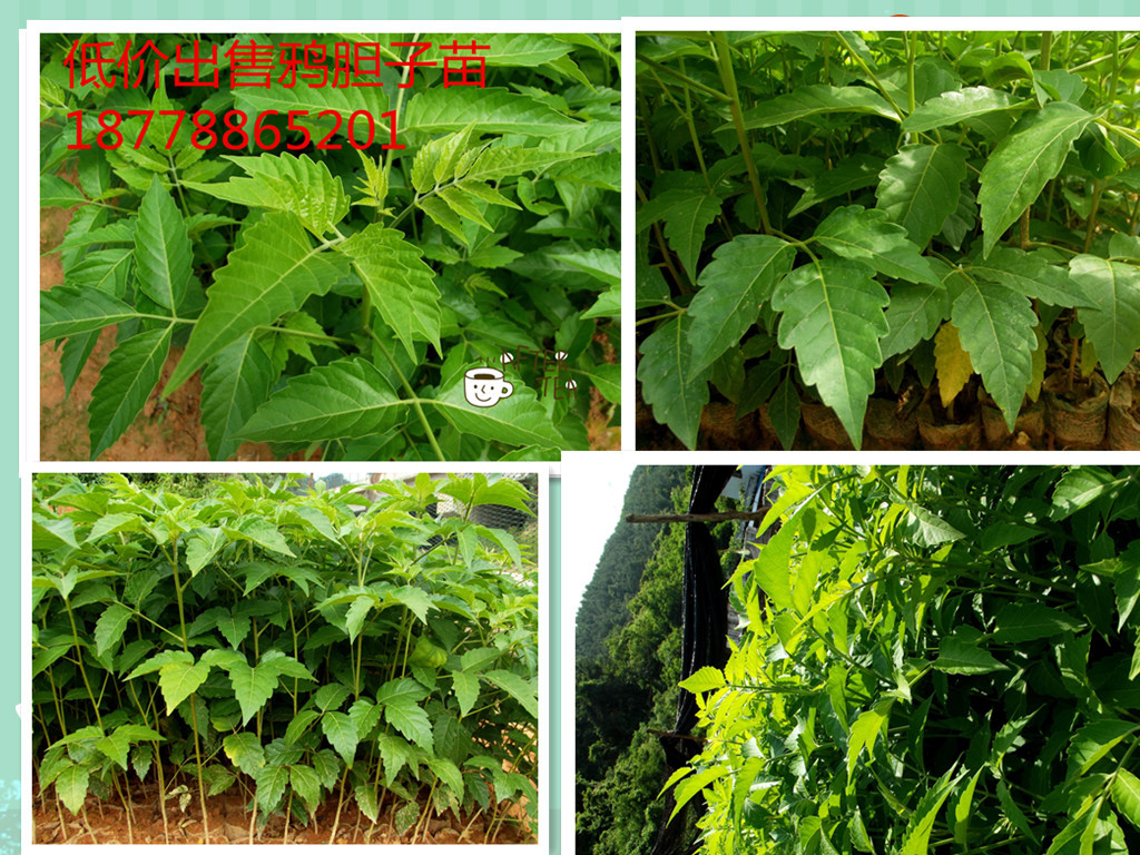 广西南宁鸦胆子低价出售