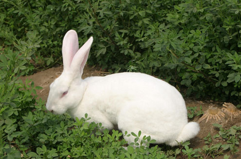 厂家批发2014优质肉兔种兔 纯种獭兔 价格实惠