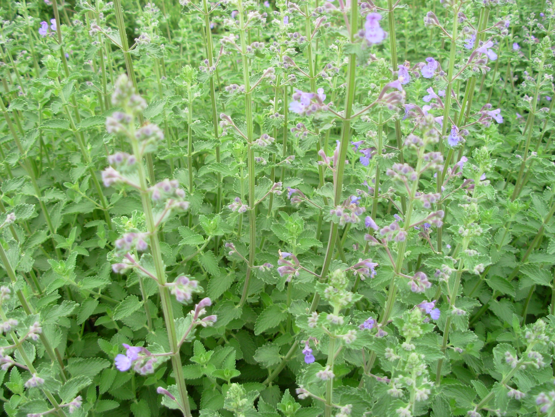 供应猫薄荷(纯天然)