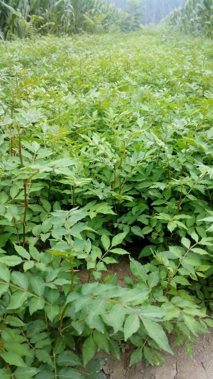 花椒苗 无刺 花椒苗 汉源 适合南北方种植的新花椒苗