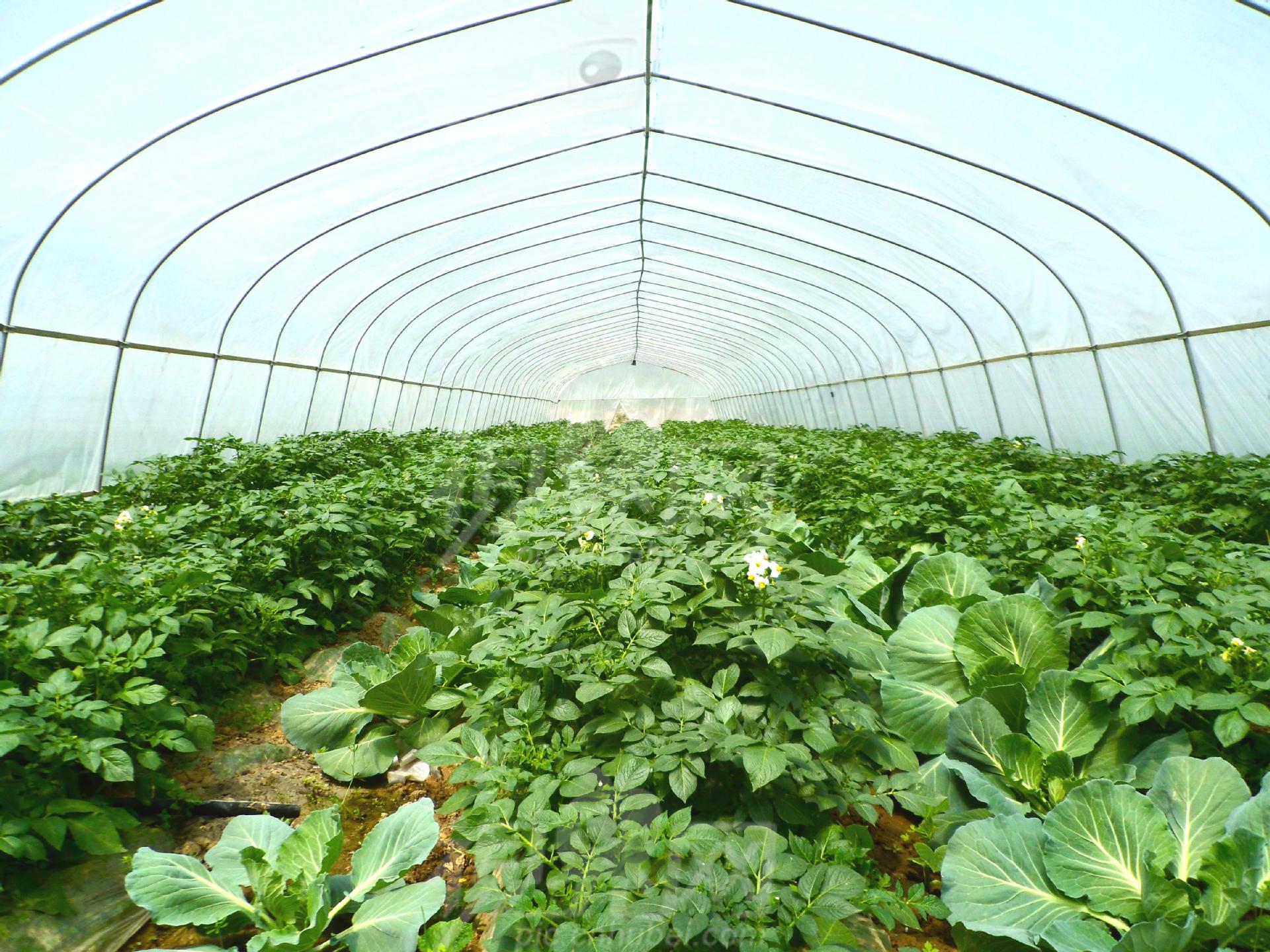 厂家直销农用大棚 连栋农用蔬菜大棚