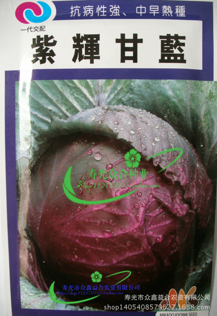 日本进口 大连米可多代理 紫辉 紫甘蓝种子 红包菜 甘蓝 10g