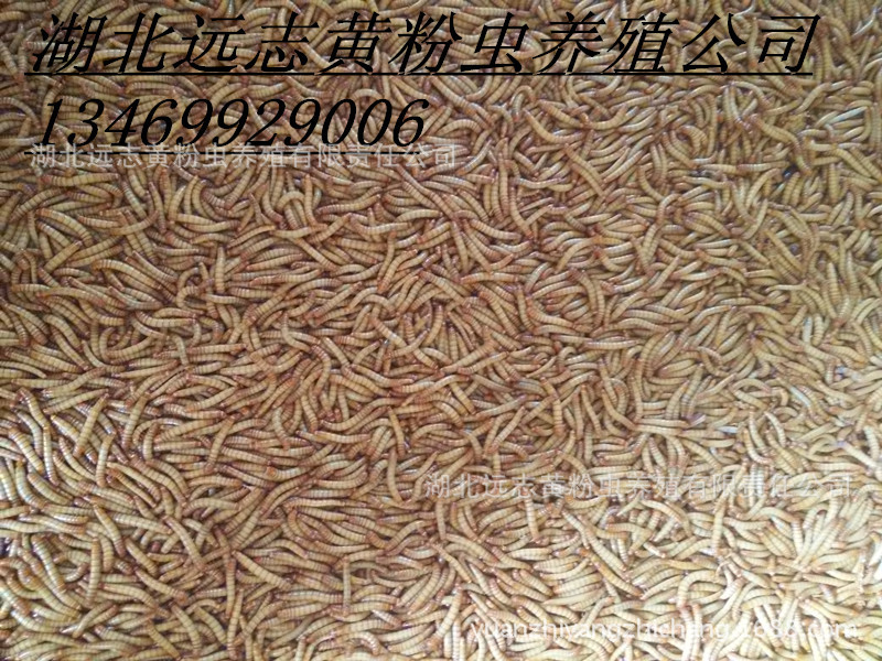 黄粉虫养殖盒 大量回收优质活体黄粉虫 黄粉虫价格 养殖技术