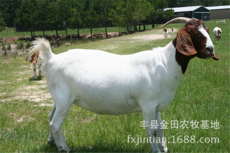 优质波尔山羊种羊 改良肉羊用波尔山羊养殖致富用波尔山羊良种