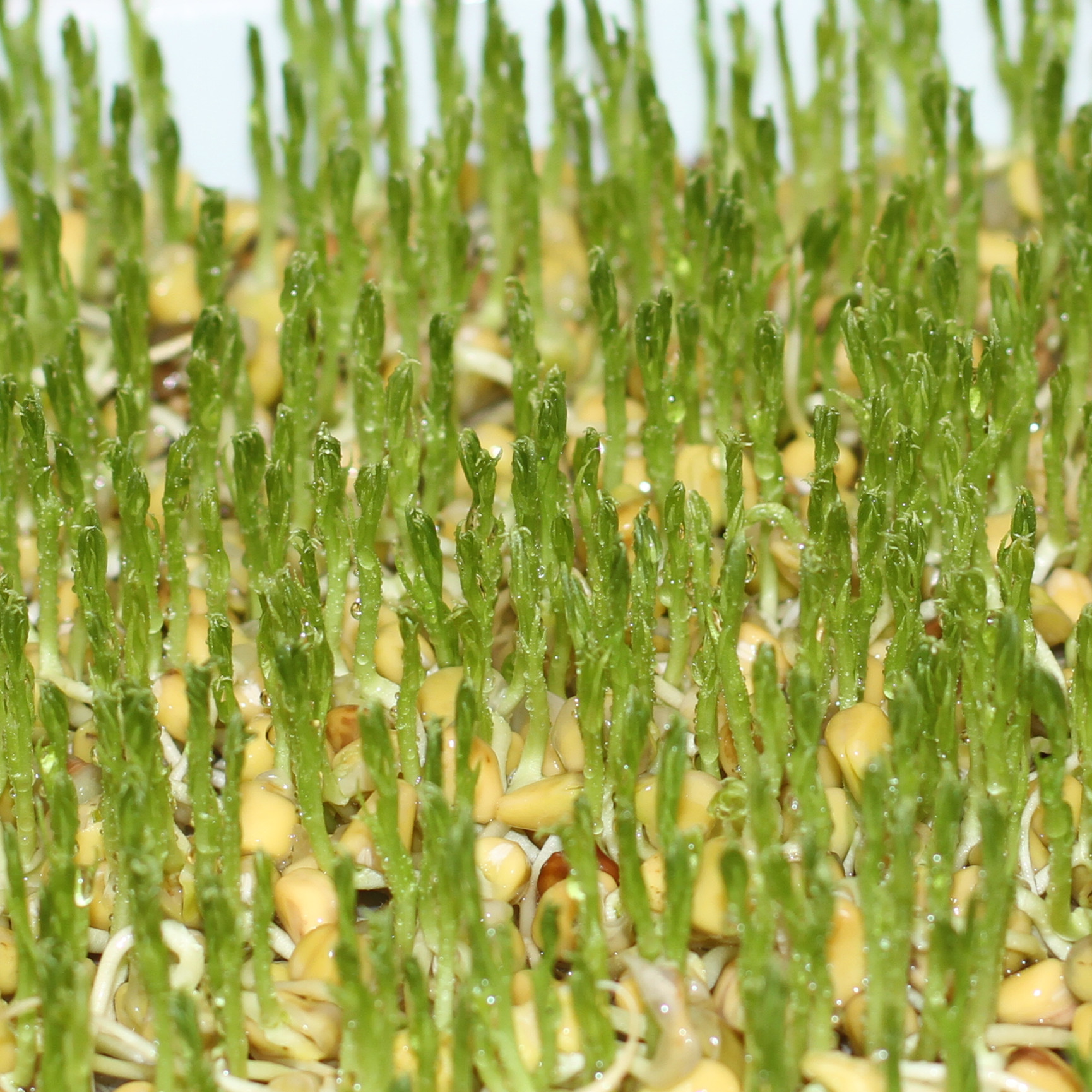 芽苗菜 有机松柳种子批发 云松苗 芽苗菜专用种子 无土栽培.