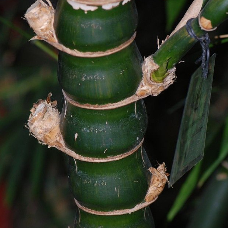 供应庭院栽培小型竹子 佛肚竹植物 量大优惠