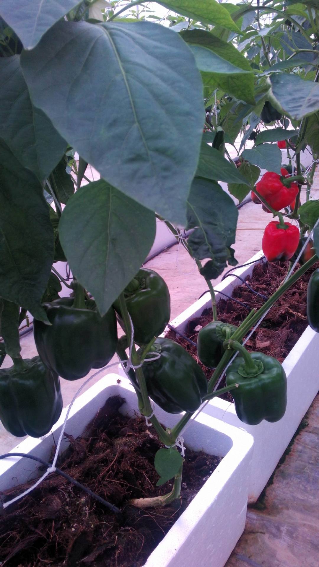 厂家供应生升基质无土栽培基质营养土大棚楼顶种植辣椒专用70l