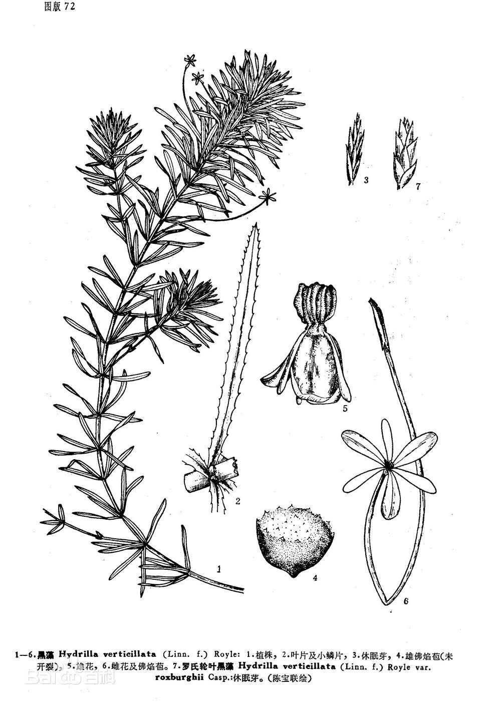 水生植物 水上种植 黑藻 沉水植物 黑藻