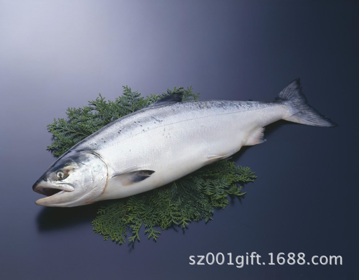 深圳水产海鲜批发 冷冻挪威进口三文鱼 冰冻三文鱼 整条6-7公斤