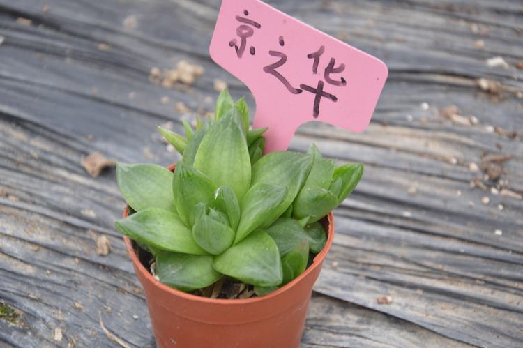 京之华多肉植物多肉植物批发进多肉植物4cm