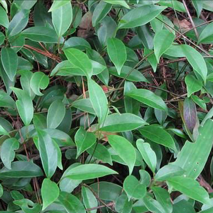 【基地直发】供应各种工程绿化 基地直发 优质中药 杜仲