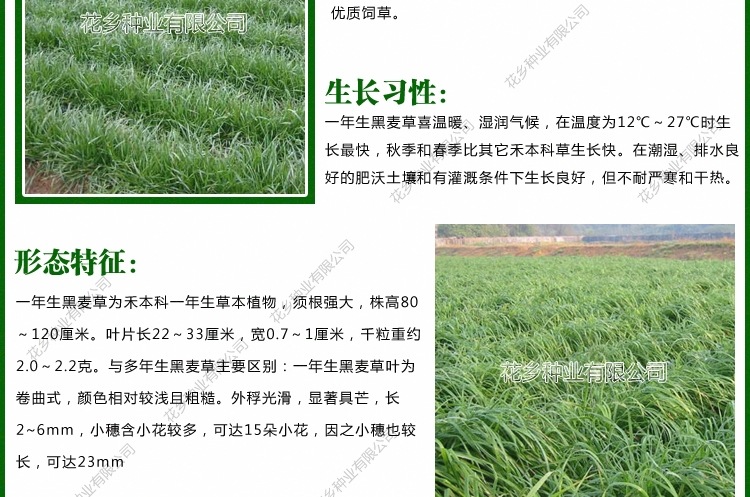 一年生黑麦草种子 牧草种子 多花黑麦草种子意大利黑麦草