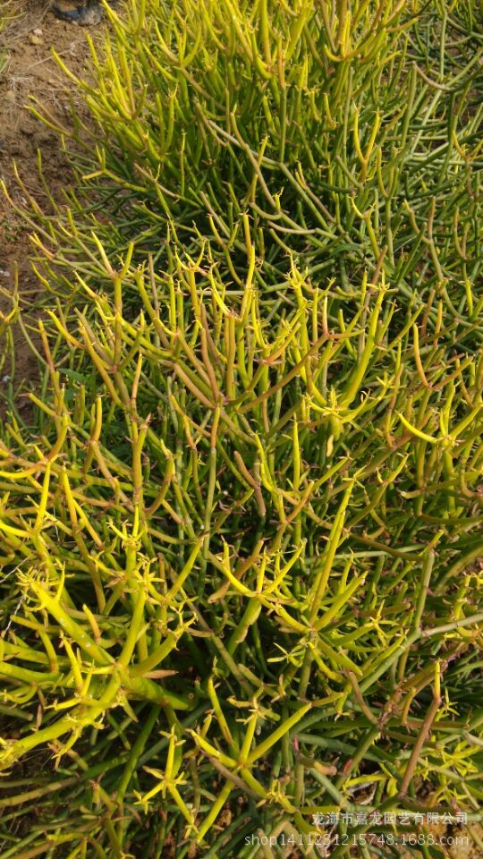 光棍树锦大戟科红珊瑚30-40 沙生大型植物地被澎珊瑚造景绿玉树