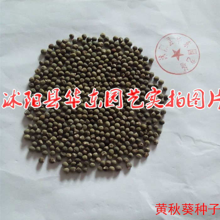 央视7套推荐营养蔬菜种子 补肾菜 散装黄秋葵种子 杨贵妃