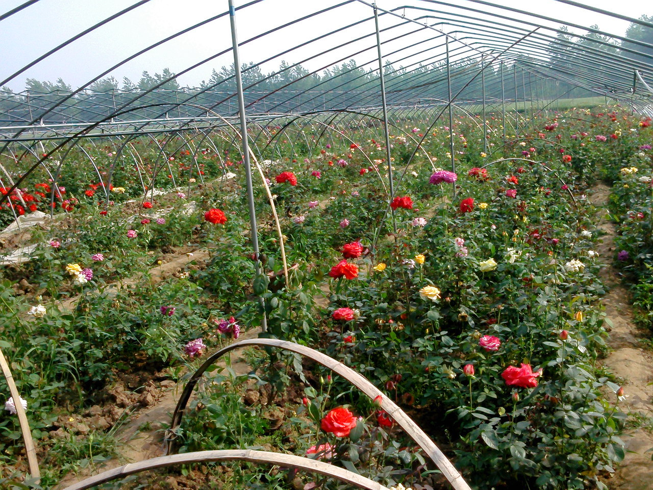 月季花苗树状月季庭院美化多花花期长高杆月季
