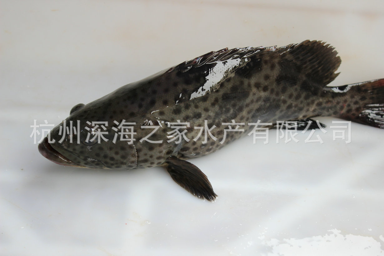 批发供应 高档大青斑鱼 各种鲜活水产海鲜