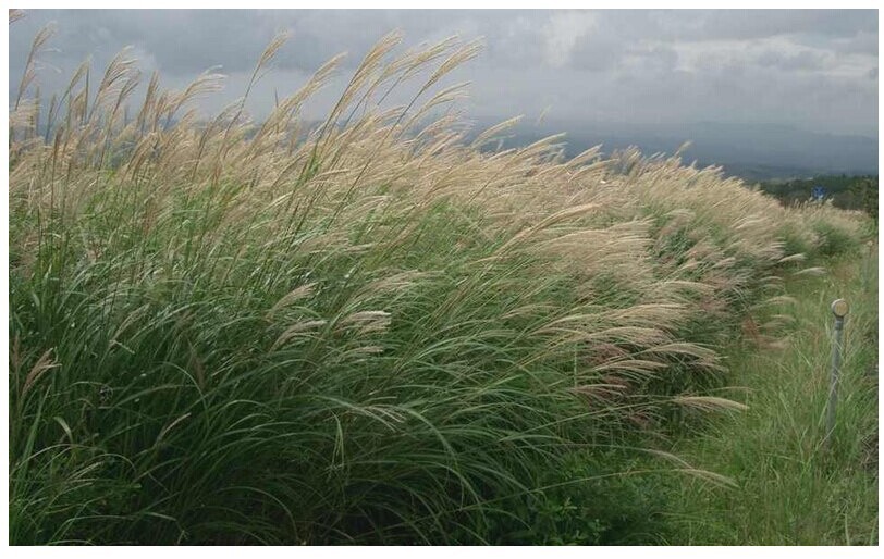 批发观赏草草籽 芒草种子 弯叶画眉草 细叶芒13626141721【精品】