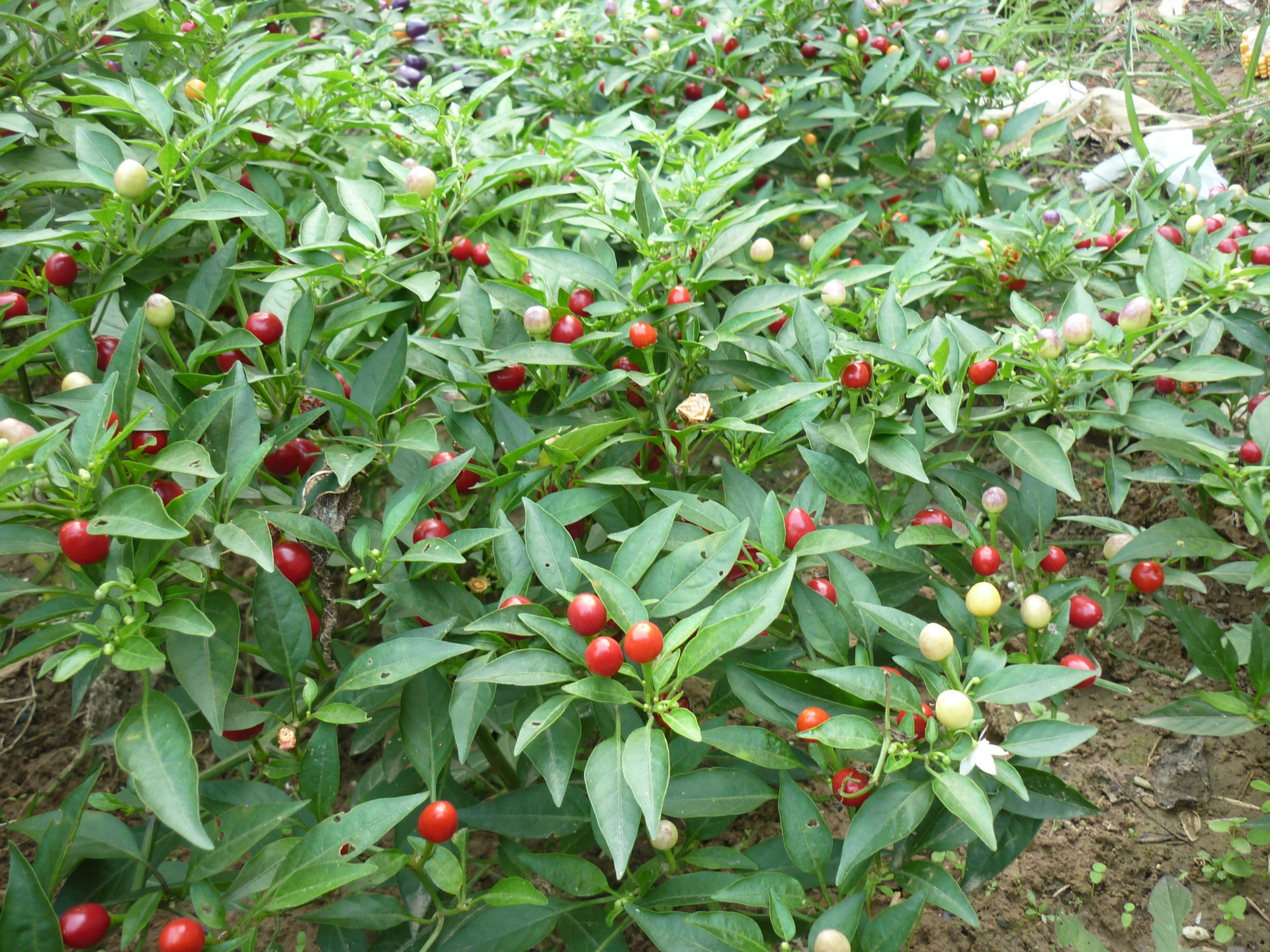 农家乐旅游观光园林用种观赏辣椒种子 批发七彩椒种子