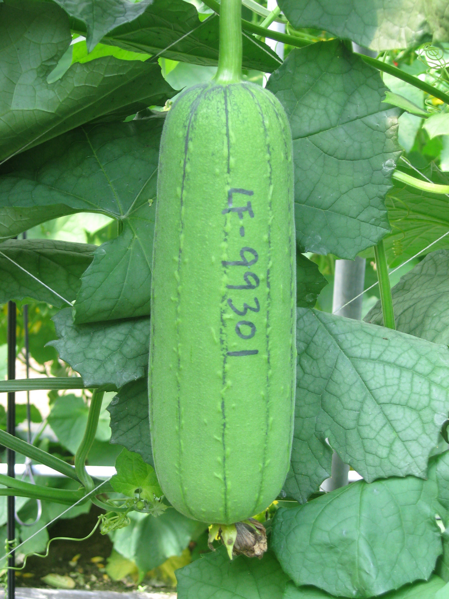 旺禾秀绿2号短棒丝瓜