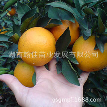 橙子树苗价格_今日最新橙子树苗价格行情走势