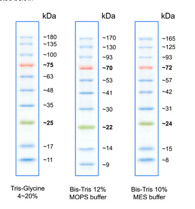 预染彩虹蛋白marker(11-245kd) pr1920 厂家直销 品质服务