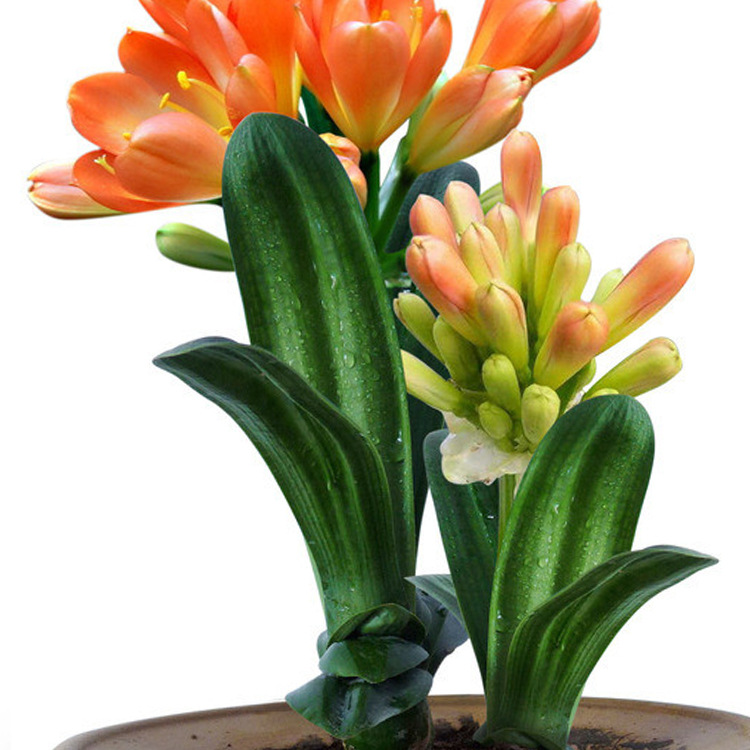 室内客厅办公室桌面盆栽花卉观叶绿色植物 君子兰