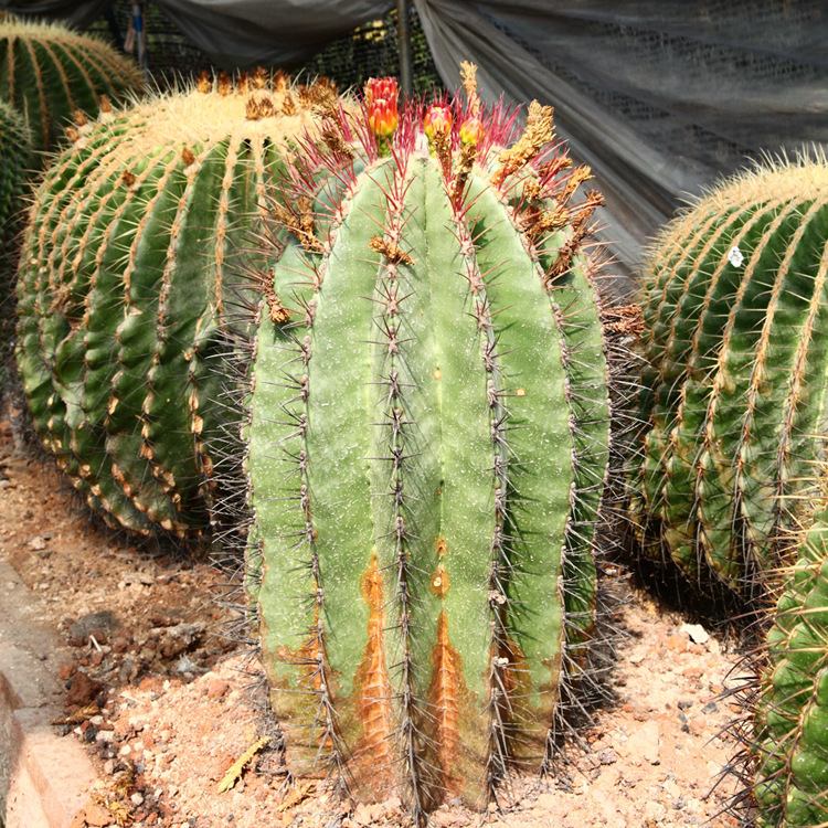 植物批发 多肉多浆植物红虎 大型仙人球群植景观批发 造景设计