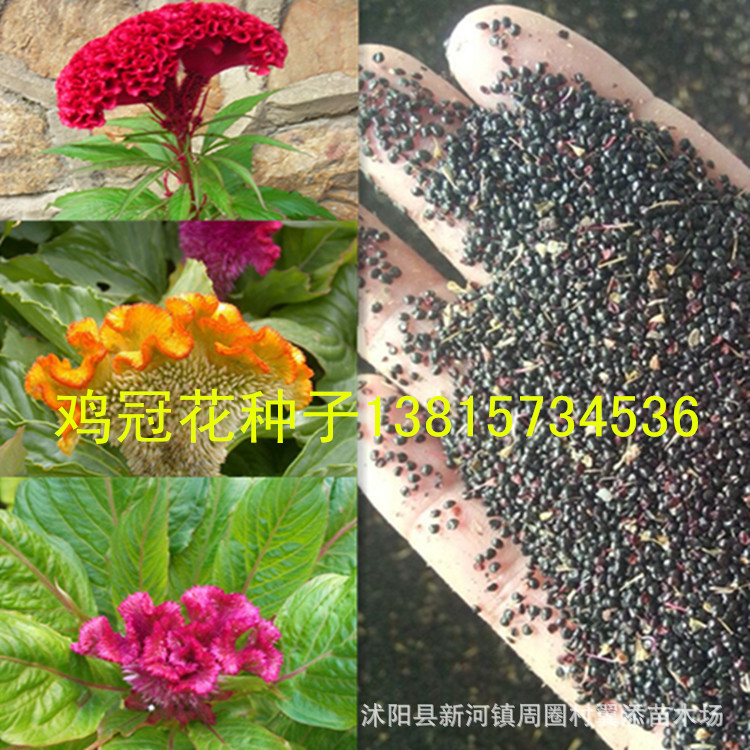 庭院经济花卉鸡冠花种子可食用的观赏花卉种子富含各种营养