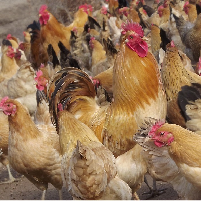 散养绿壳蛋种鸡 高成活率脱温绿壳蛋鸡 农家原生态绿壳蛋鸡