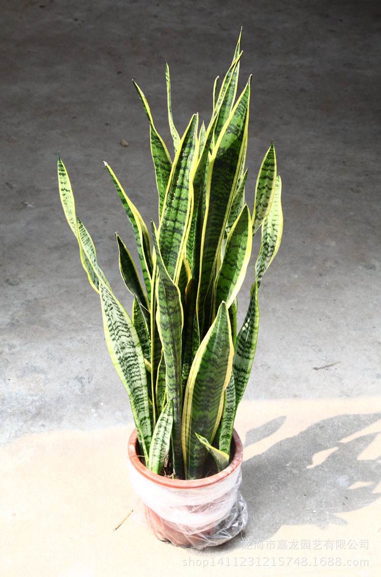 金边虎尾兰 虎尾兰虎皮兰 植物盆景吸甲醛四季常青花卉绿植