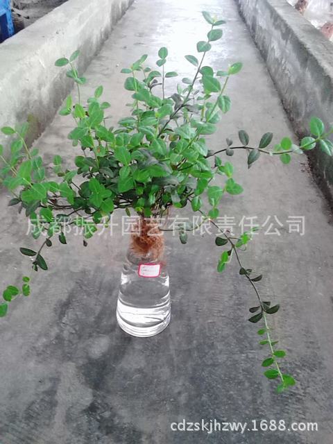 花之物语 水培扶芳藤 室内盆栽花卉 干净易养 批发加盟代理开店