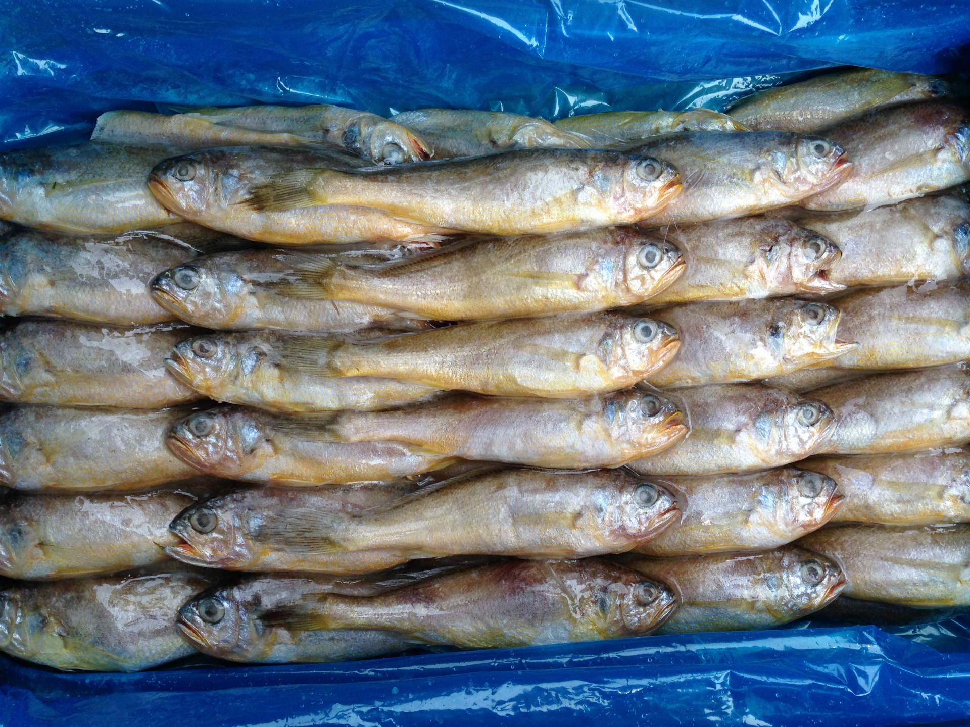 野生冷冻黄花鱼100克