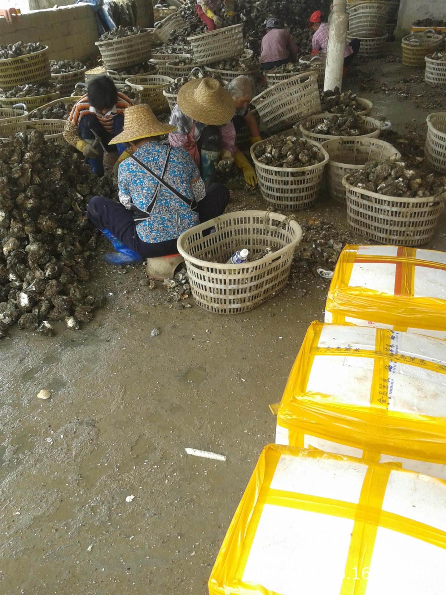 烧烤生蚝 半壳生蚝批发生蚝 牡蛎批发 专供烧烤档 鲜活生蚝