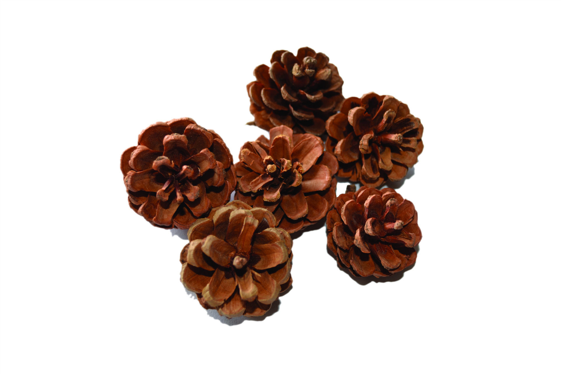 厂家直销油松塔 全手工手选圣诞创意工艺原料 加工定制