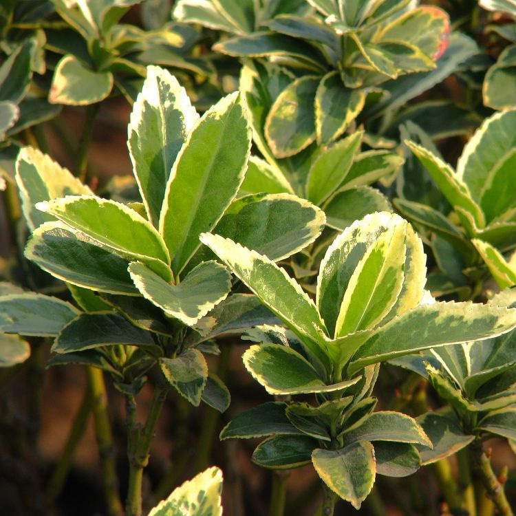 大量供应各种工程绿化苗木 批发 优质 冬青卫矛 大叶黄杨 卫矛苗