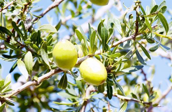 以色列原装进口有机霍霍巴油天然植物油手工皂基础油-阿里巴巴