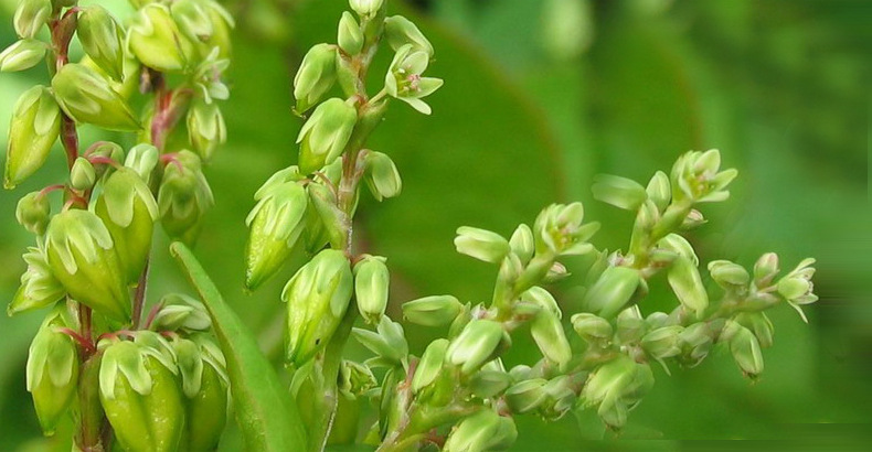 淘宝一件代发 苦荞茶250克袋 四川西昌凉山荞麦茶 黑苦荞.