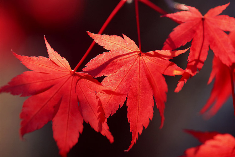 供应花卉苗木日本红枫量大优惠基地