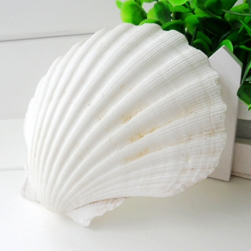 大贝壳 天然-大贝壳 天然厂家,品牌,图片,热帖-阿里巴巴