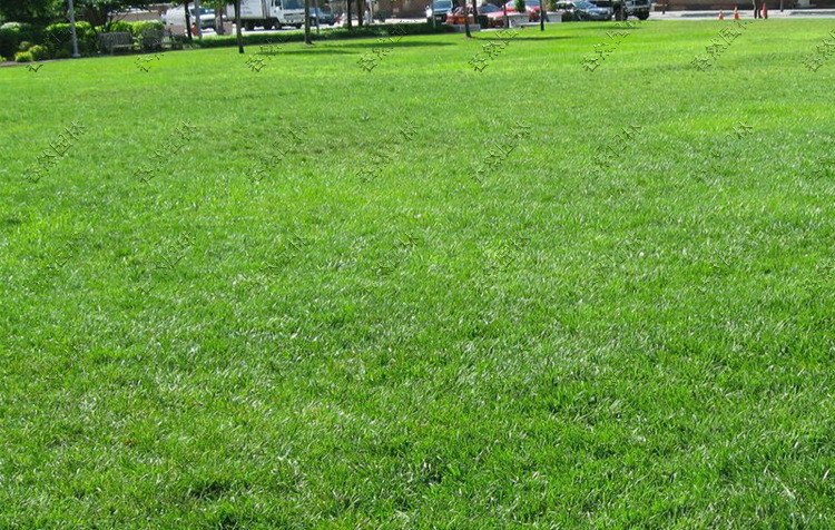 进口美国高羊茅四季青草坪种子草籽耐践踏 护坡型 四季播种纯度高