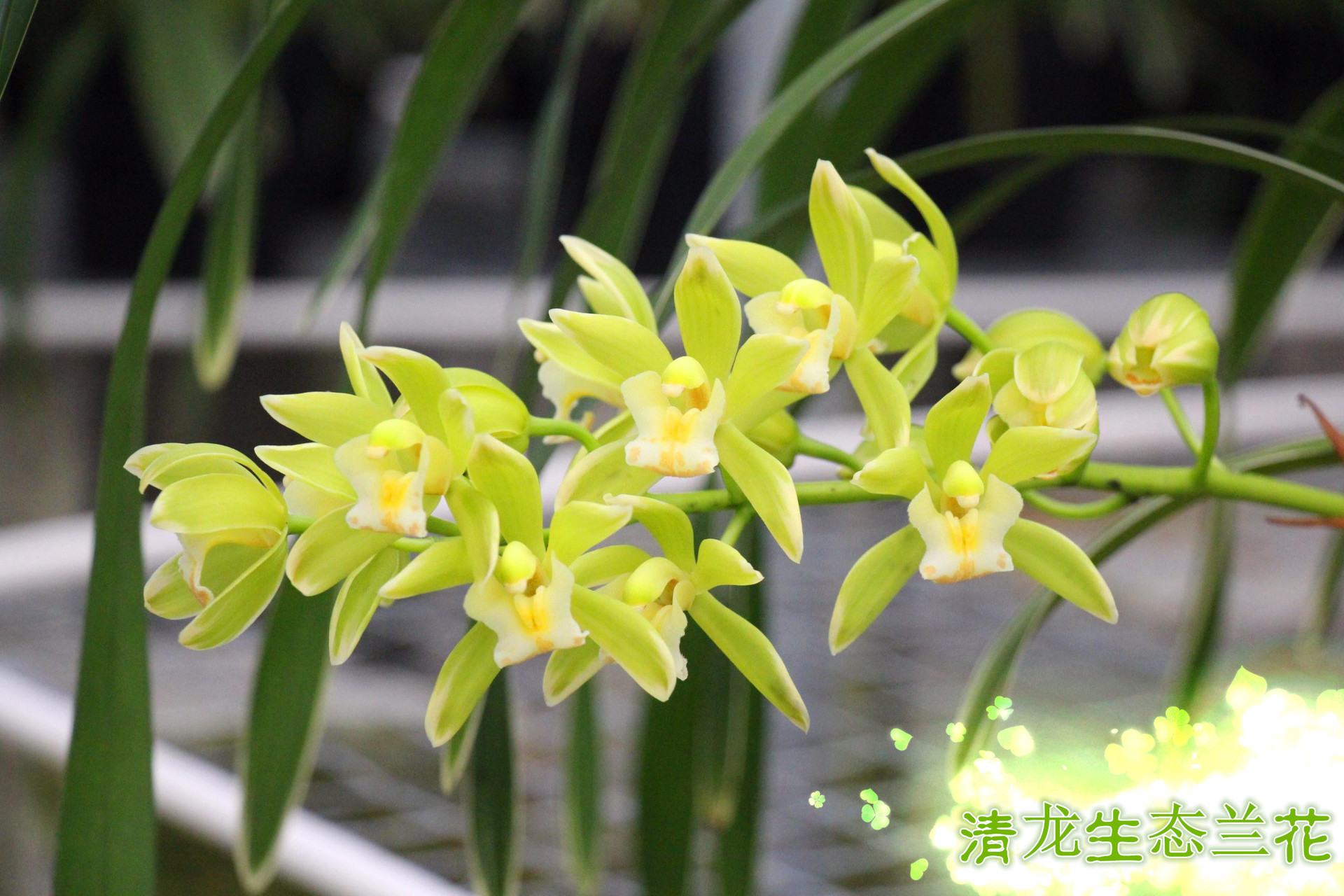 生长适温 8~28(℃) 花色色系 多色系,绿色系    凤凰为众多杂交兰品种