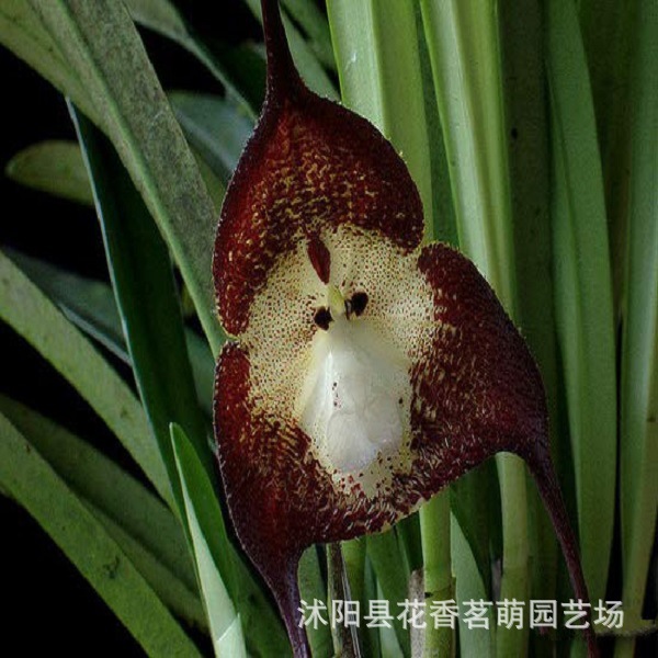 猴面兰种子花卉盆栽 兰花 大嘴猴 富贵猴 猴王赤红猴白毛猴郁闷猴